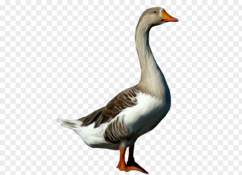 Goose Greylag Duck Clip Art PNG