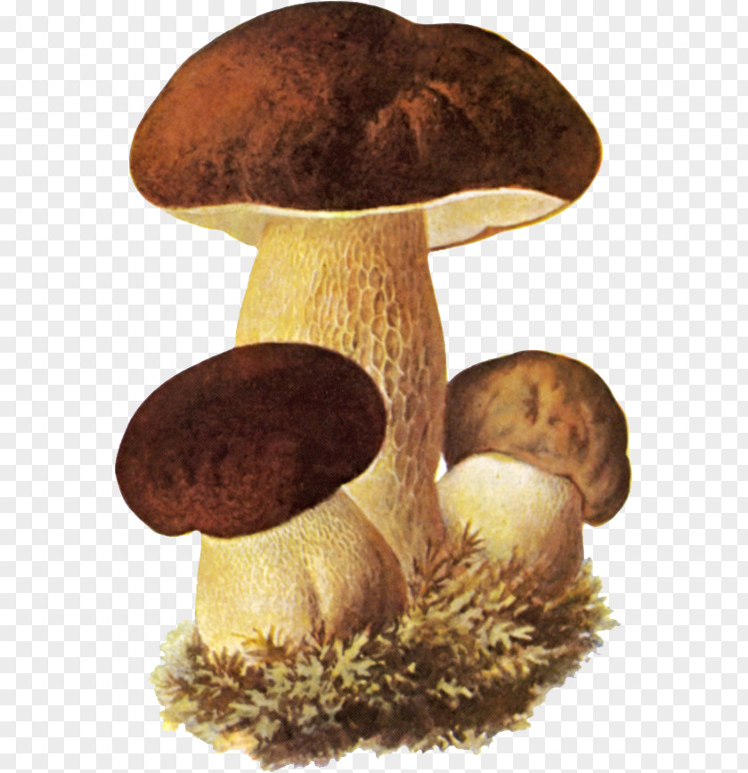 Mushroom Boletus Edulis Edible Fungus Birch Bolete PNG