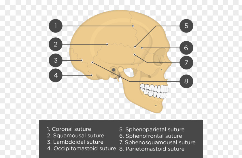 Skull Blood Lebeční šev Ear Bone Sphenofrontal Suture PNG