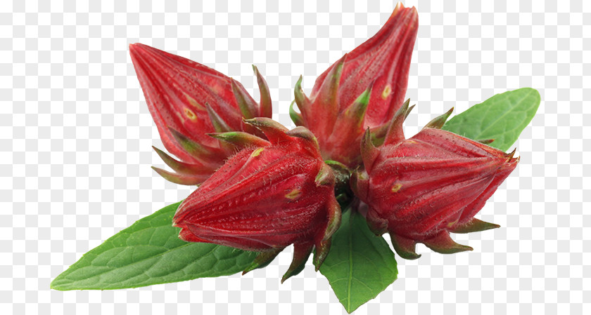 Tea Hibiscus Jamaican Cuisine Roselle Flower PNG
