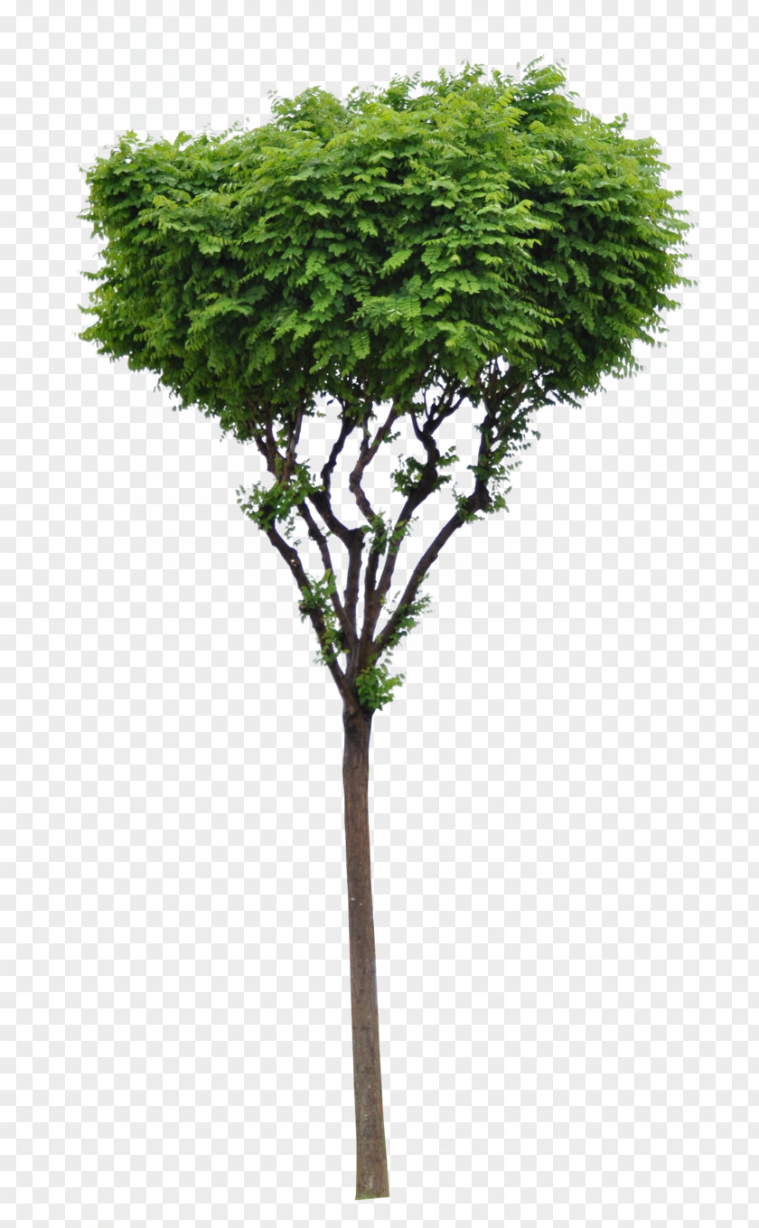 Trees Tree Woody Plant Evergreen Branch PNG