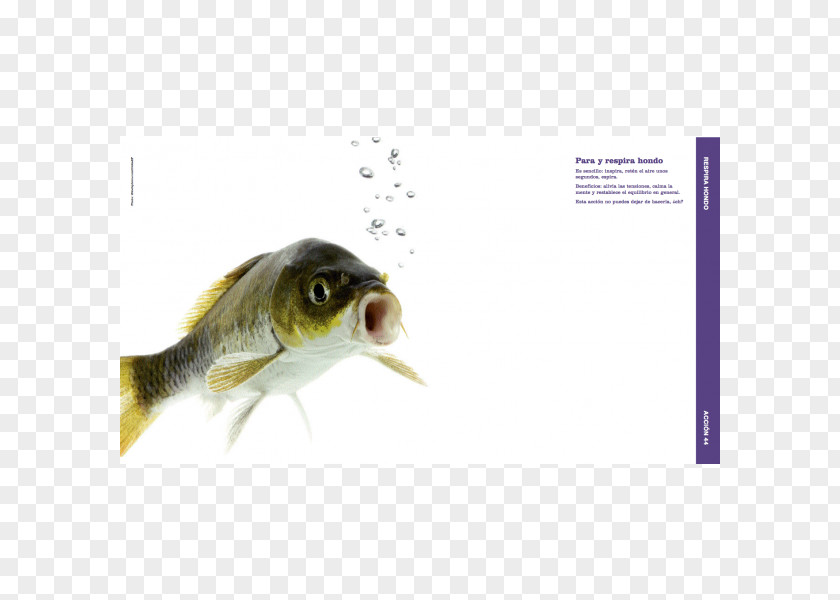 Fish Nasal Cavity Nostril Bone Odor PNG