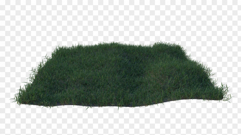 Lawngrass TinyPic Grasses Common Couch Lawn PNG