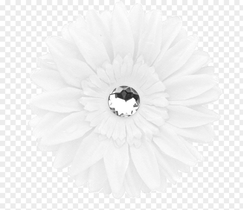 Transvaal Daisy White PNG