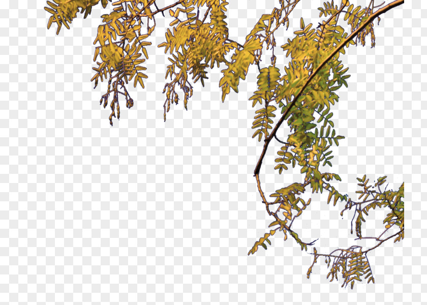 Tree Twig PNG