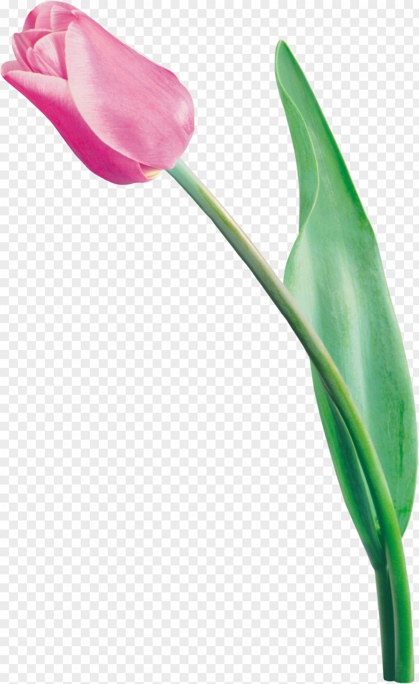 Tulips Tulip Flower Bouquet PNG