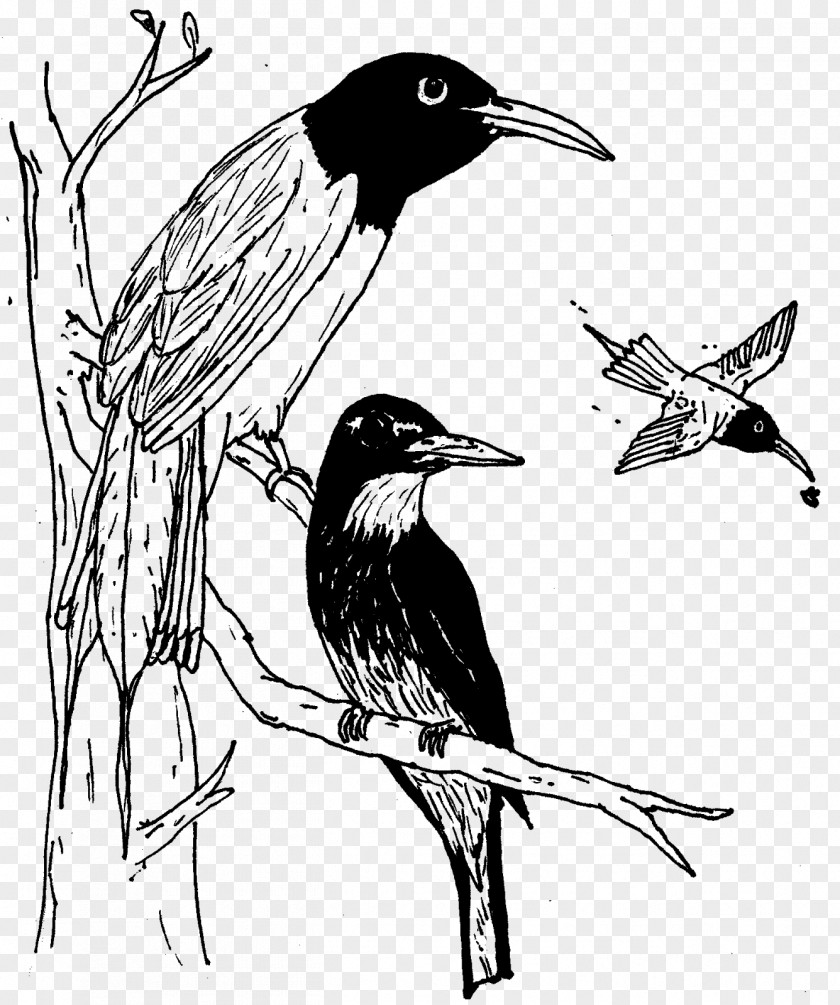 Cold Blooded Animals Beak Songbird Fauna Wildlife PNG