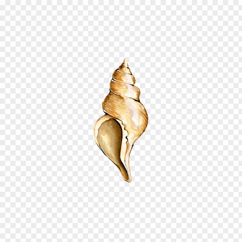 Conch Seashell Digital Image Clip Art PNG