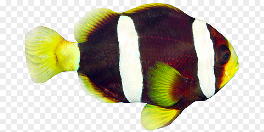 Fish Striped Surgeonfish Tropical Freshwater Angelfish Red Lionfish PNG