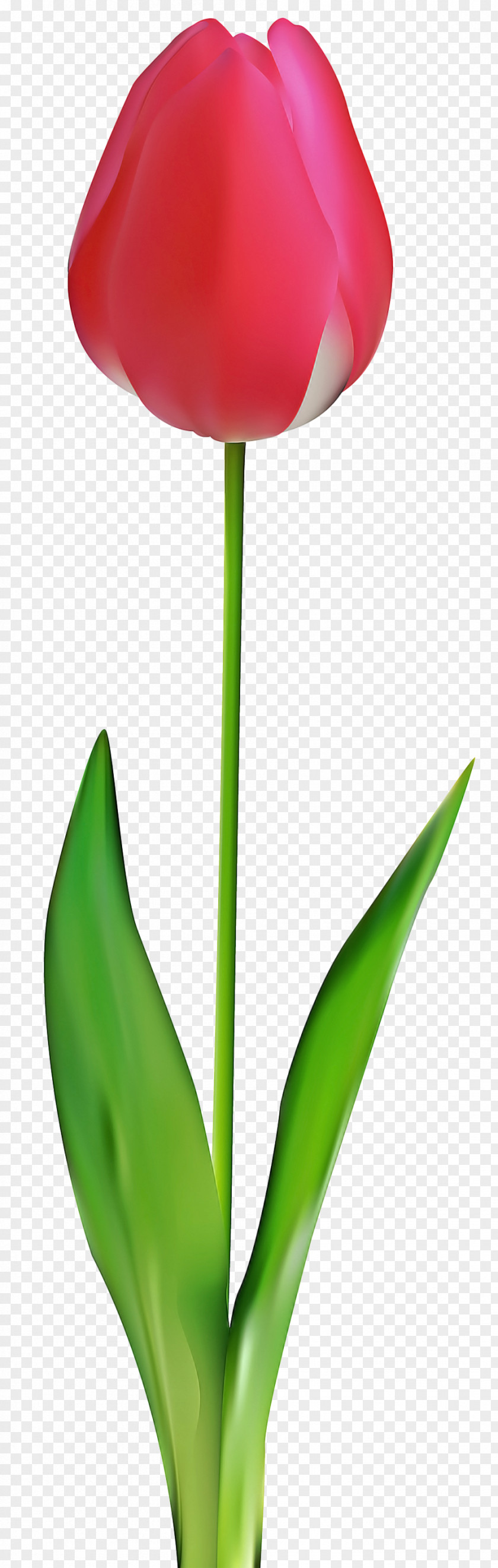 Lily Family Houseplant Flower Cartoon PNG