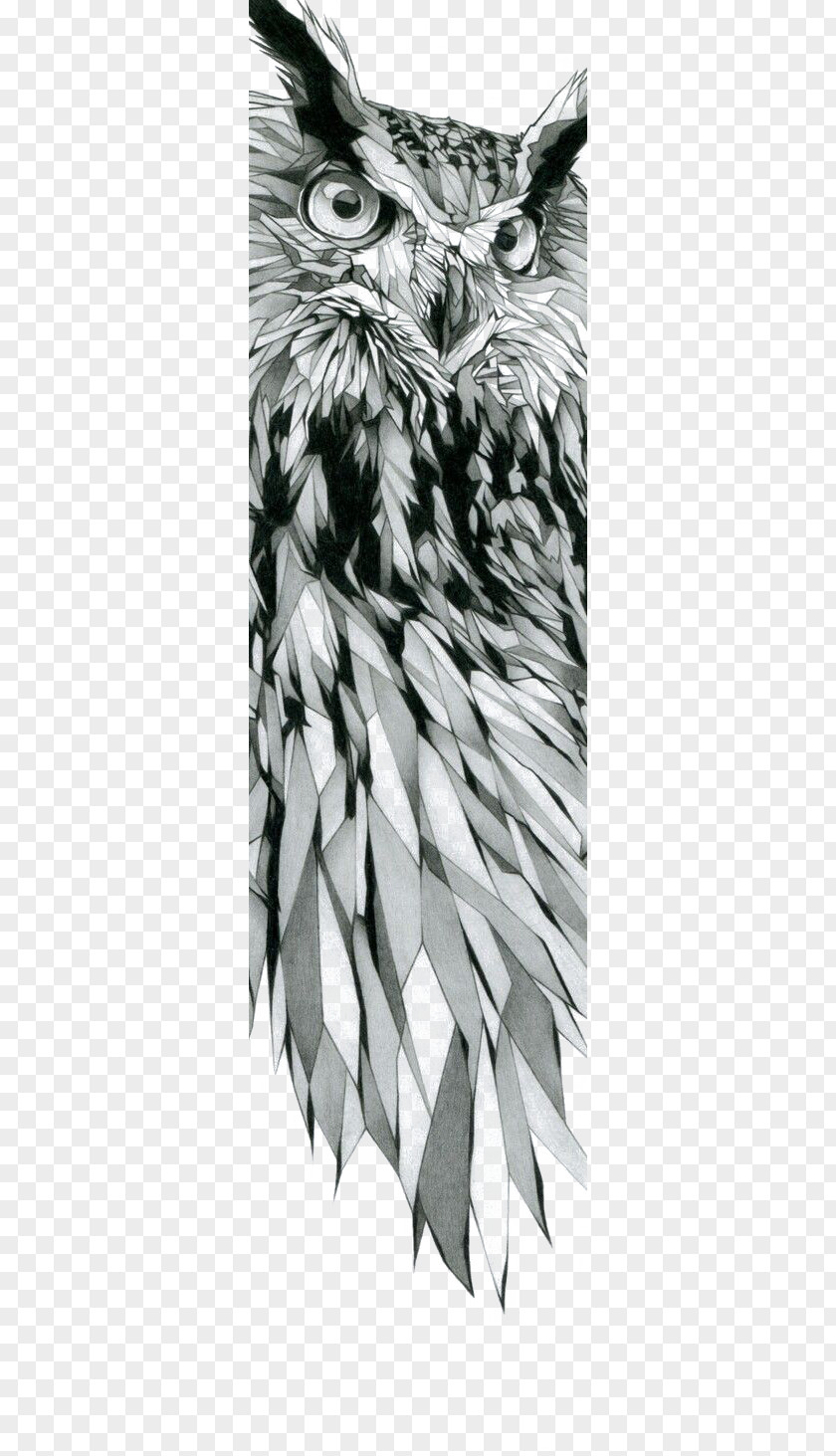 Owl Drawing Art Illustration PNG