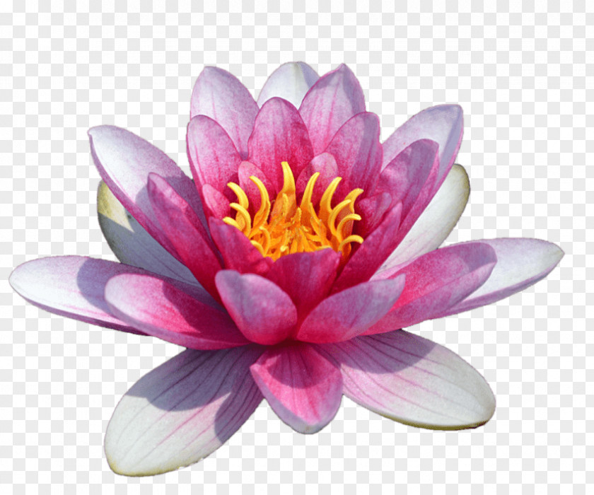 Spa Wallpaper Clip Art The Water Lily Pond Image Sacred Lotus PNG
