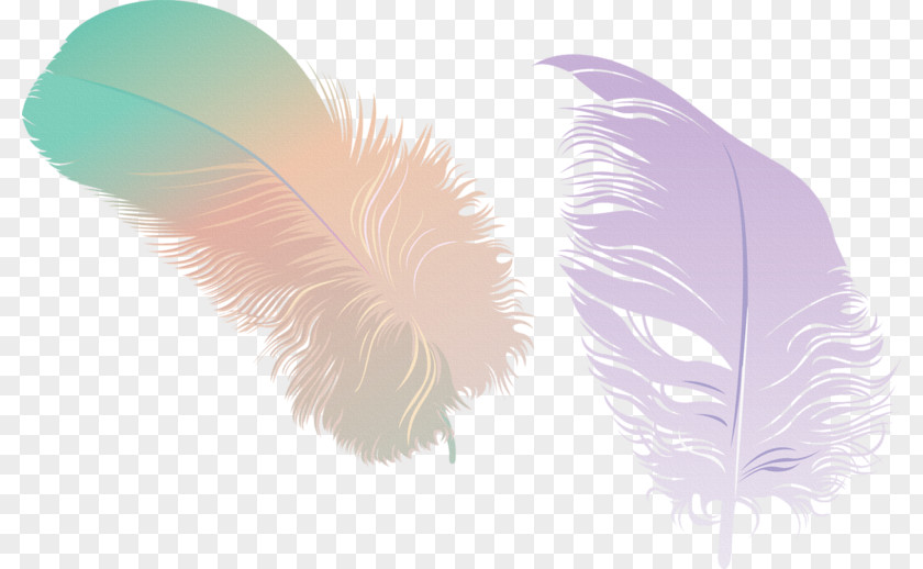 Brazilian Frame Feather Image Adobe Photoshop Design PNG