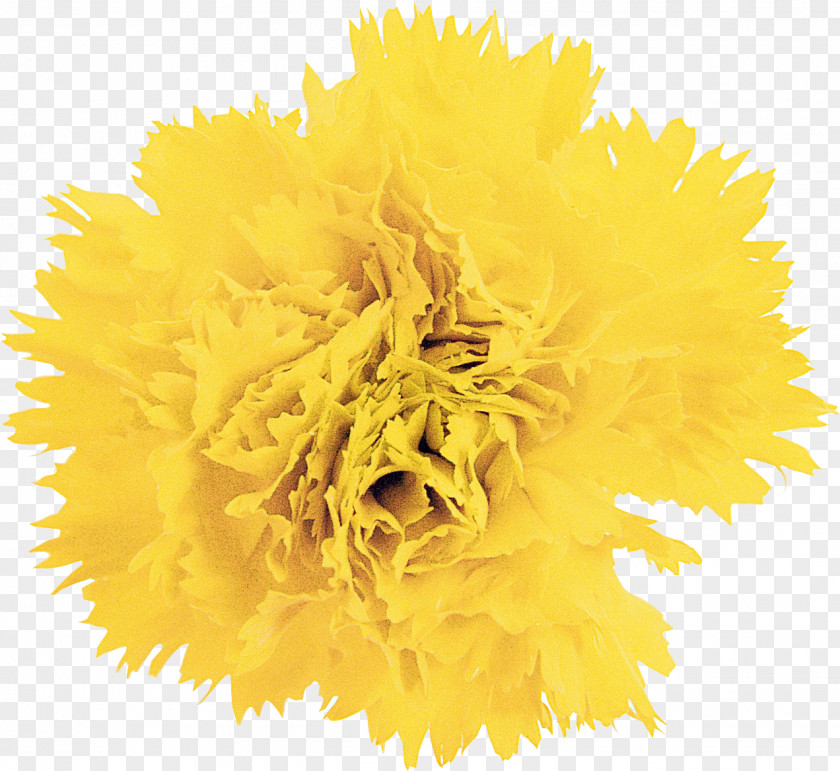 CARNATION Cut Flowers Carnation Photography Yellow PNG