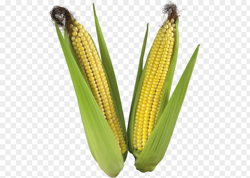 Corn On The Cob Maize Rolled Oats Seed PNG