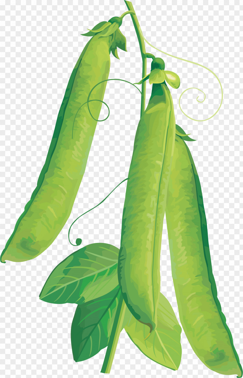 Pea Vegetable Vegetarian Cuisine Fruit Clip Art PNG