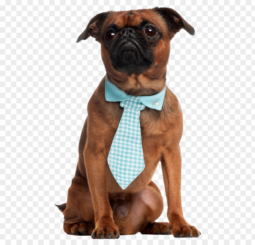 Puppy Take Your Dog To Work Day Pug Rough Collie Breed PNG
