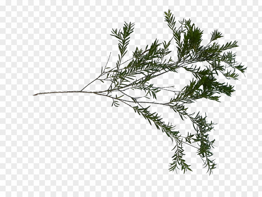 Sketchup Twig Grasses Plant Stem Leaf Family PNG