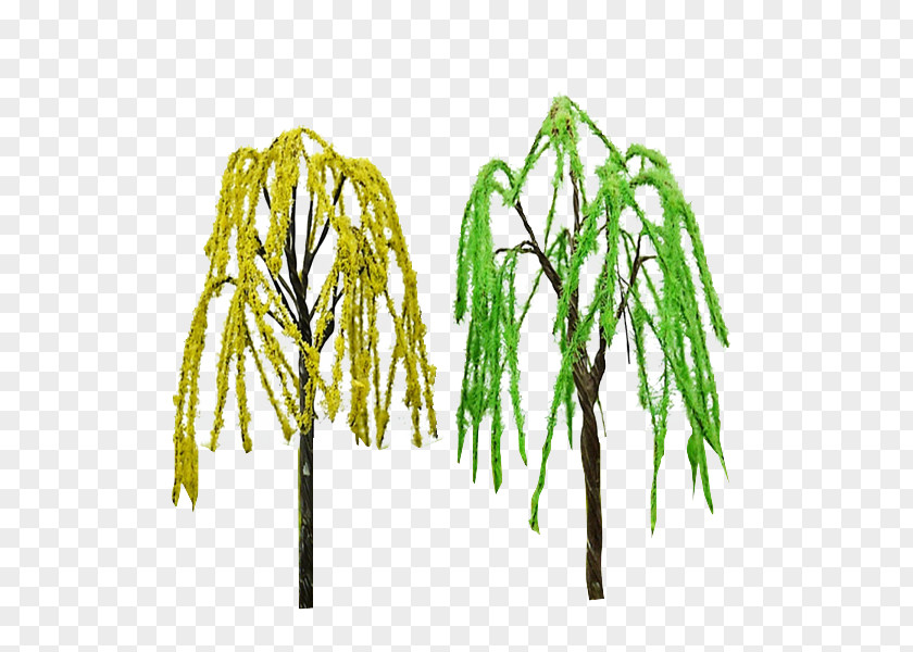 Willow Trees Tree Twig Plant Stem Grasses PNG