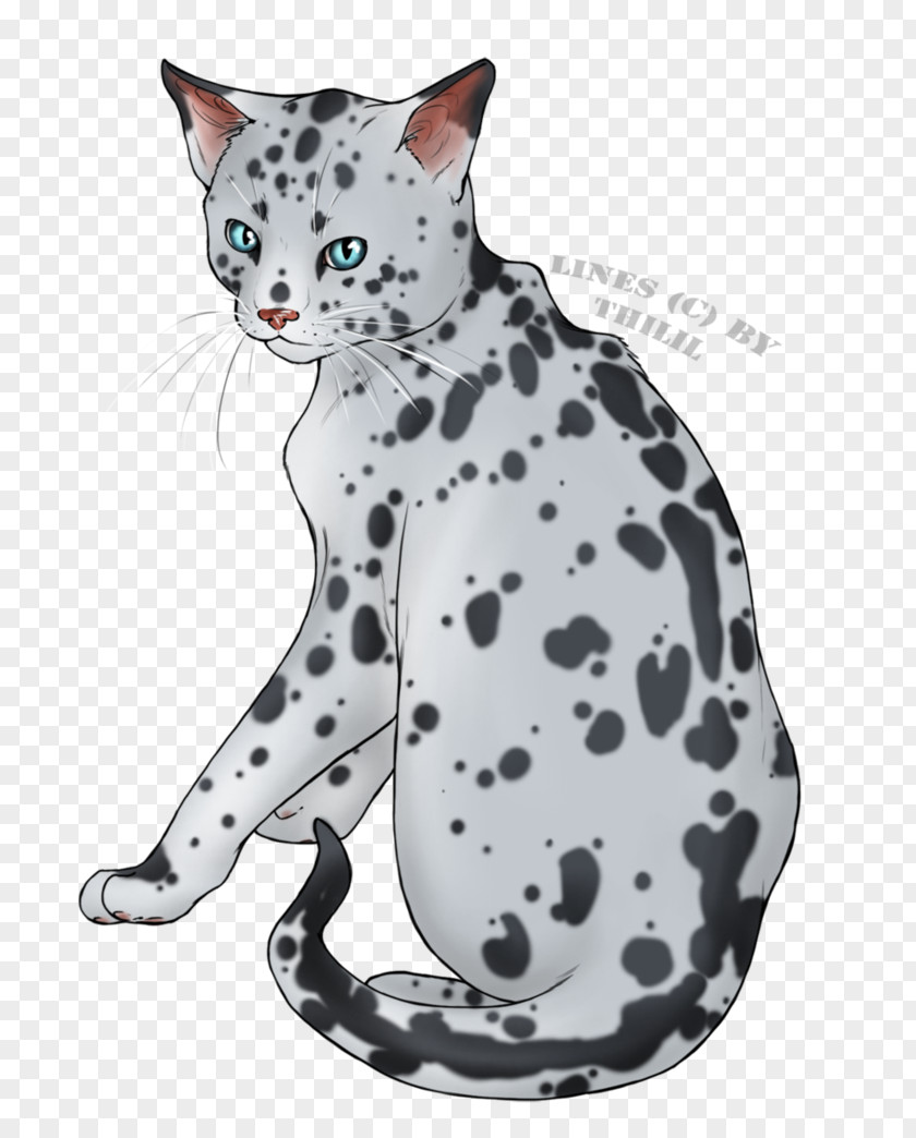 Caterpillar Alice American Shorthair California Spangled Ocicat Egyptian Mau Whiskers PNG