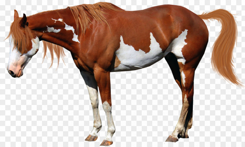 Chestnut American Miniature Horse Paint Mustang National Show Stallion PNG