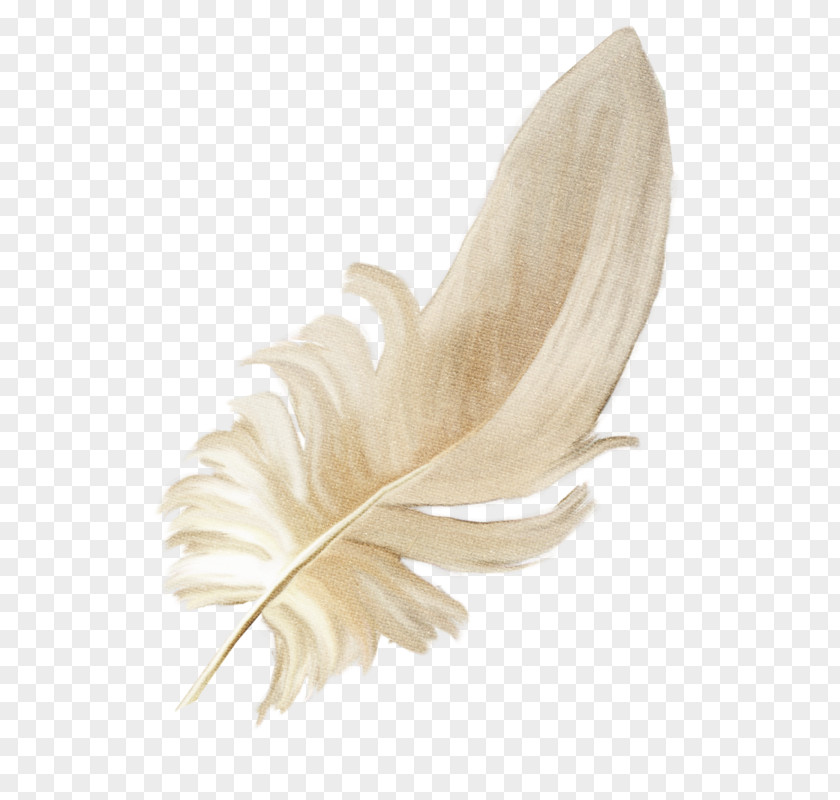Feather Clothing Dress Flight Wing PNG
