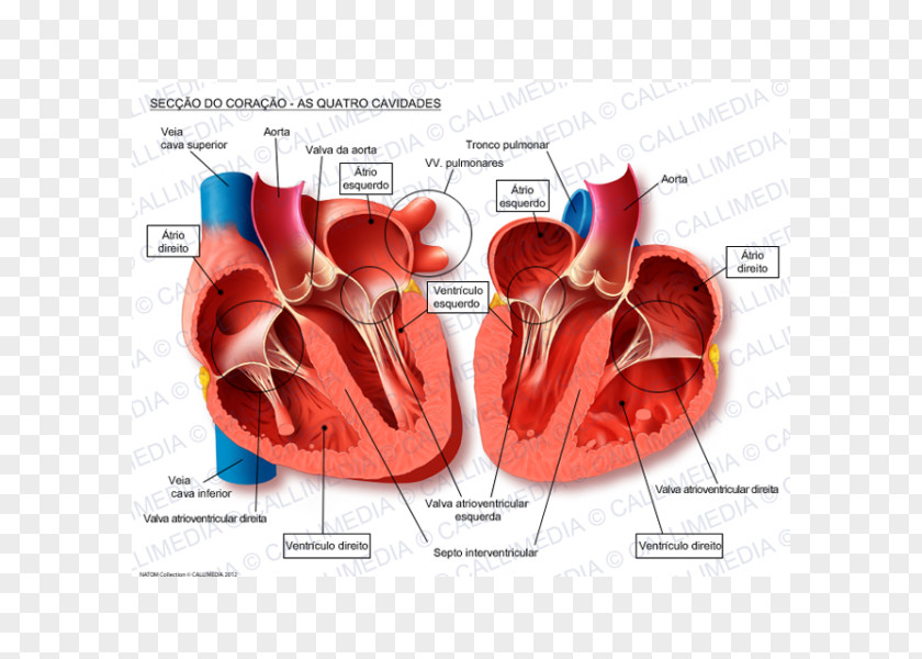 Heart Human Anatomy Blood Vessel Pulmonary Vein PNG