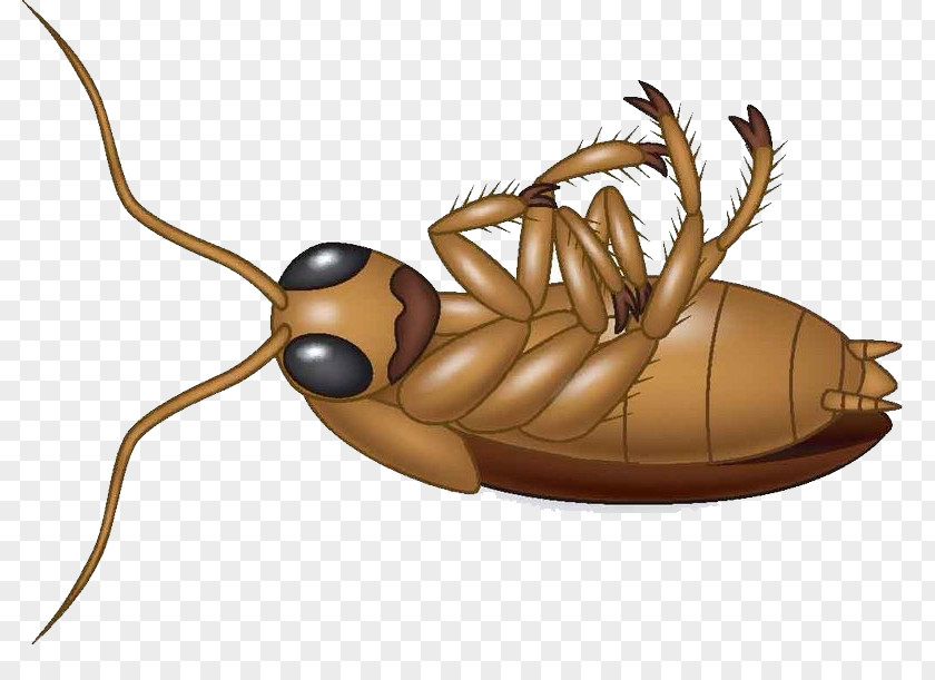 Insect Cockroach Cartoon Royalty-free Clip Art PNG