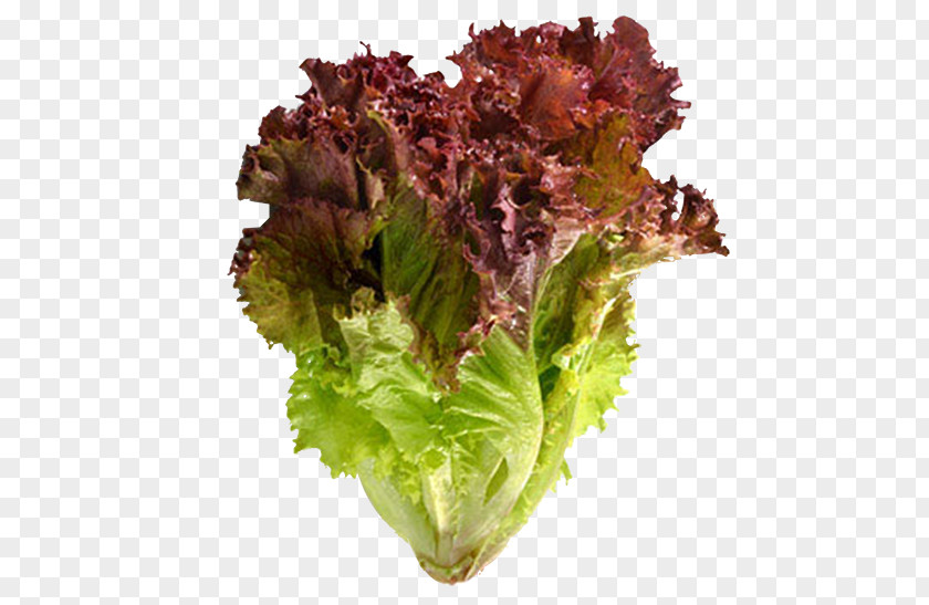 Lettuce Red Leaf Vegetable Salad Seed PNG