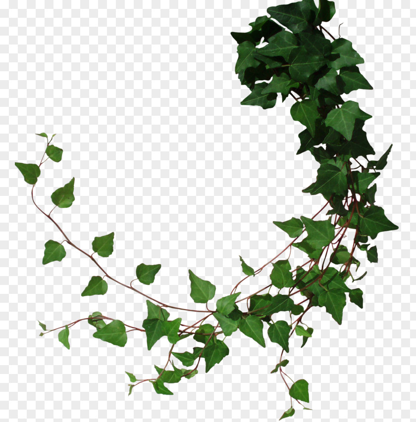 Tree Common Ivy Vine Clip Art Borders And Frames PNG