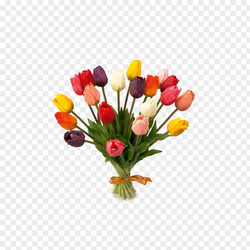 Tulip House Of Tulips See Buy Fly Cut Flowers PNG