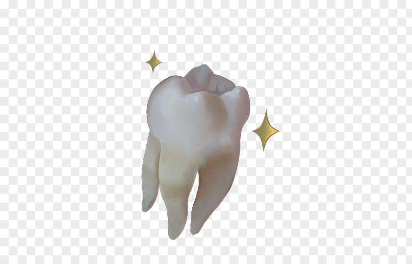 Wisdom Tooth PNG