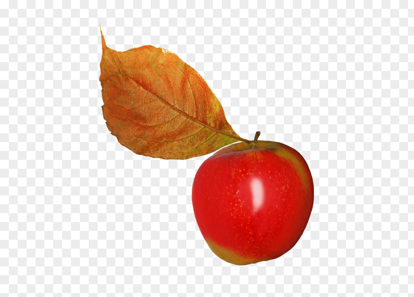 Apple Leaves Leaf Fruit Clip Art PNG