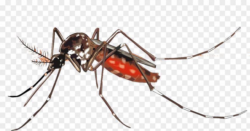 Blood Vector Yellow Fever Mosquito Dengue Aedes Albopictus Control PNG