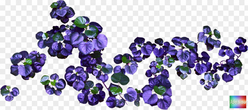 Flower Cut Flowers Violet Clip Art PNG