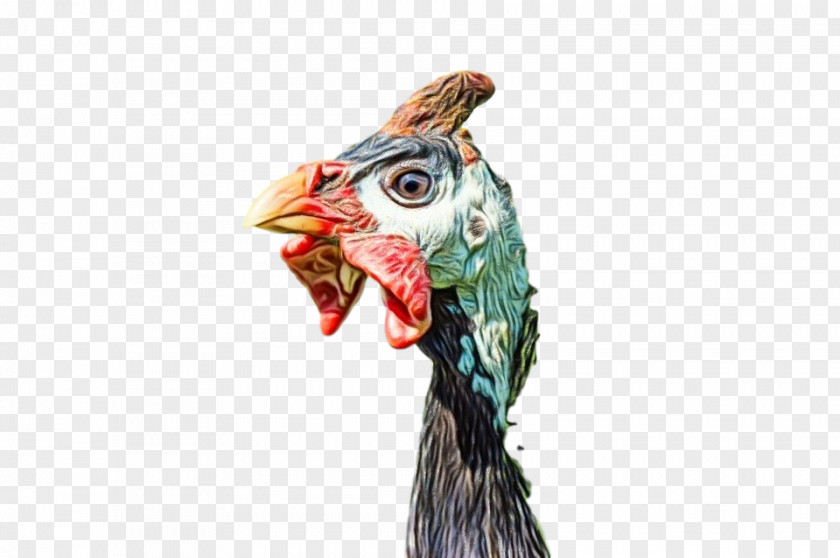 Rooster Bird Chicken Head Beak PNG