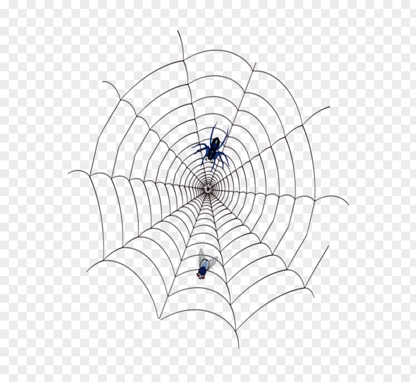 Spider,cobweb Spider Web PNG