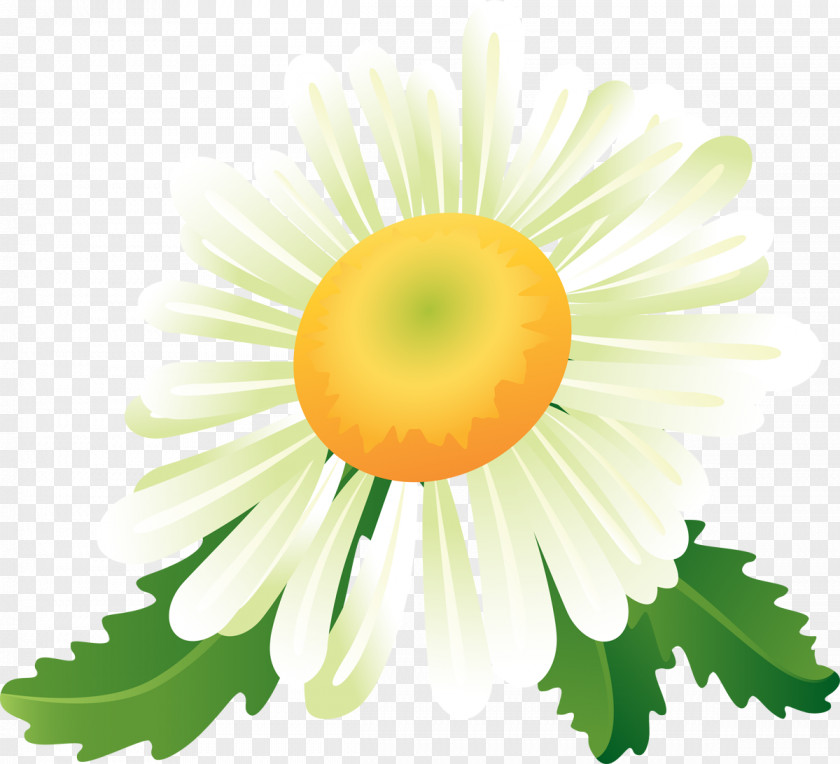 Camomile Matricaria Drawing Clip Art PNG