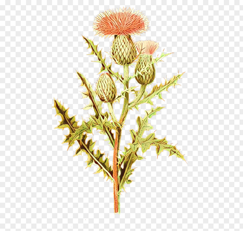 Flower Plant Thistle PNG