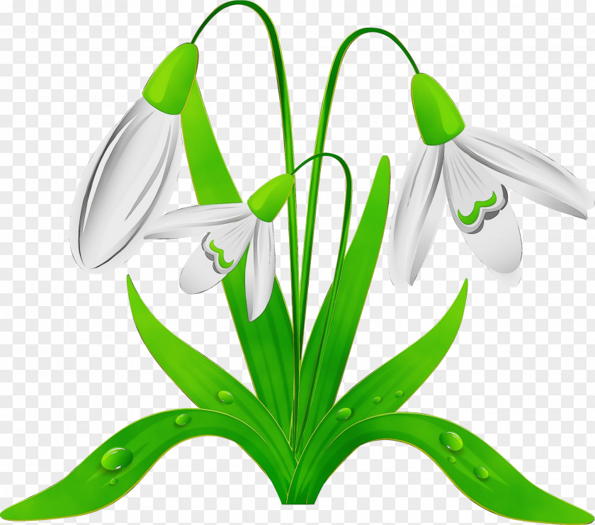 Galanthus Snowdrop Flower Green Plant PNG