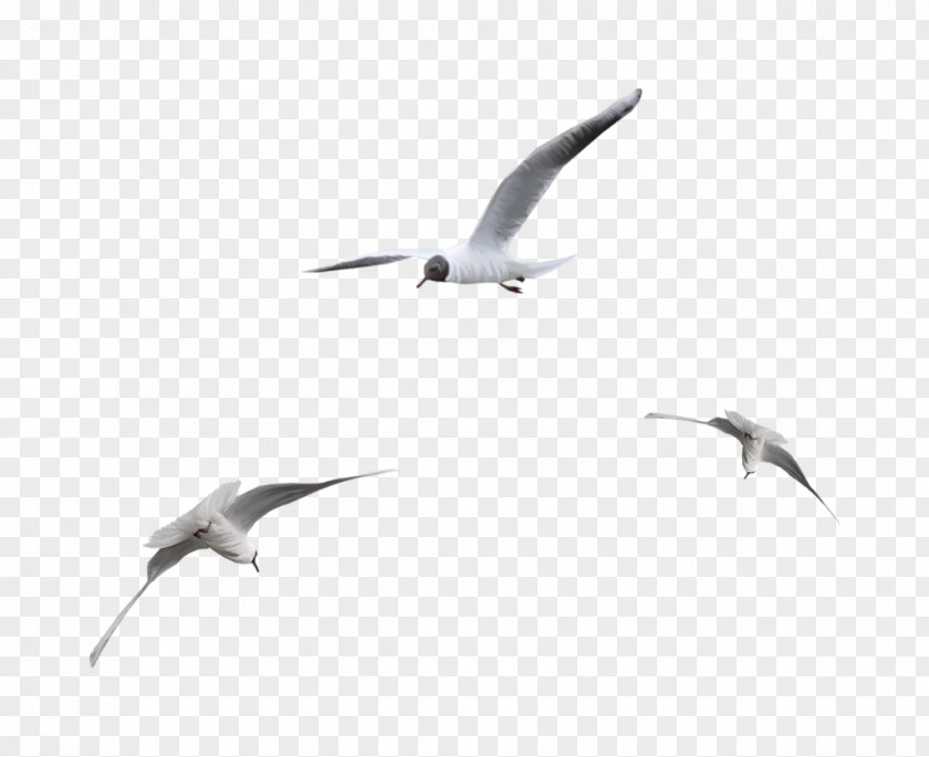 Gull Seabird Ivory Gulls PNG