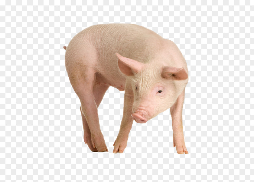 Pig Domestic Clip Art Guinea PNG