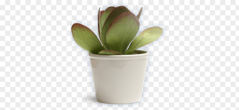 Plant Succulent Kalanchoe Tetraphylla Houseplant Rosette PNG