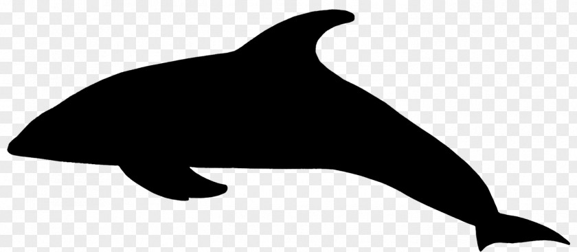 Tucuxi Sea Lion Killer Whale Dolphin Clip Art PNG