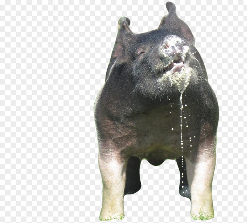 Boar Pig Bear Dog Cattle Snout PNG