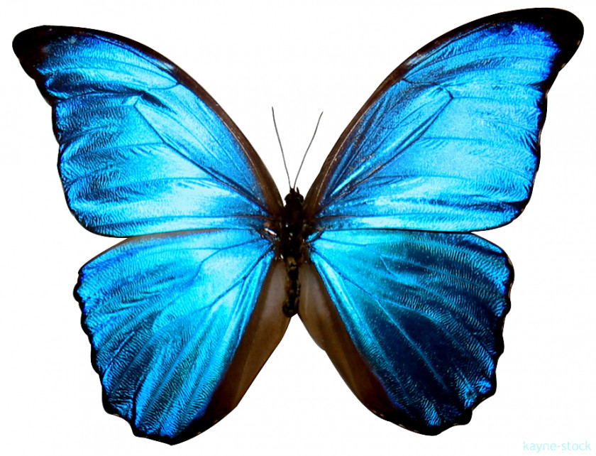 Butterfly Insect Morpho Menelaus Clip Art PNG
