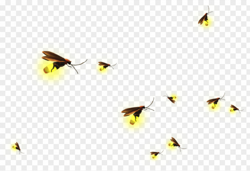Flying Firefly Clip Art Image Insect PNG