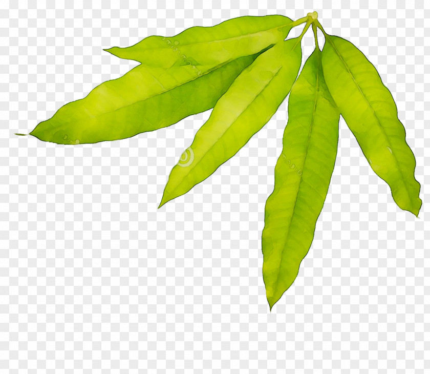 Leaf Plant Stem Tree PNG