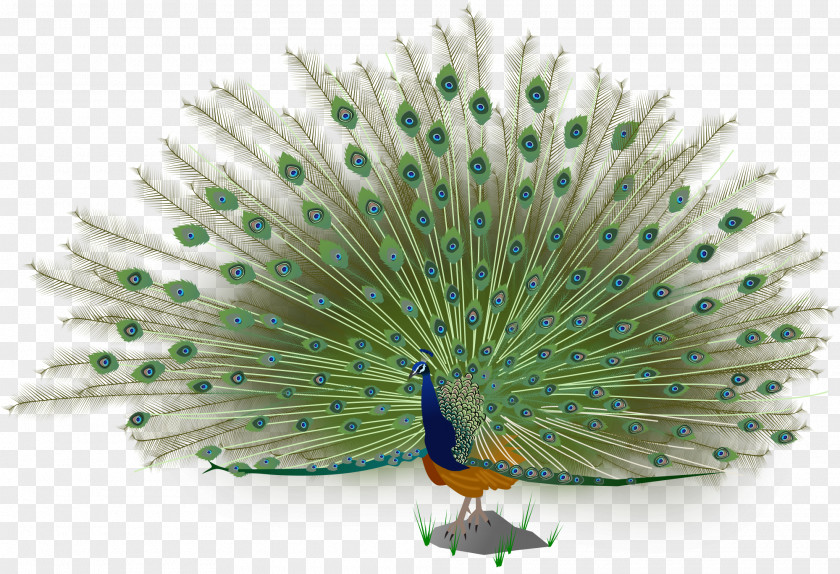 Peacock Asiatic Peafowl Bird Green PNG