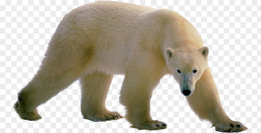 Polar Bear Brown Clip Art PNG